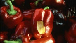 Minor fruit rots of pepper